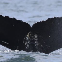 Fluke of HW-MN0800362
