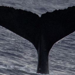 Fluke of HW-MN0443211
