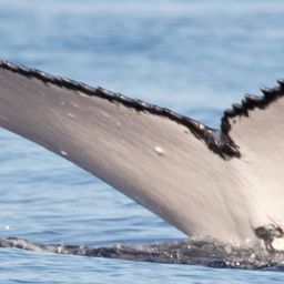 Fluke of HW-MN0443214