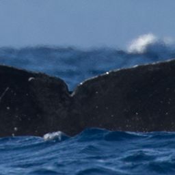 Fluke of HW-MN0443218