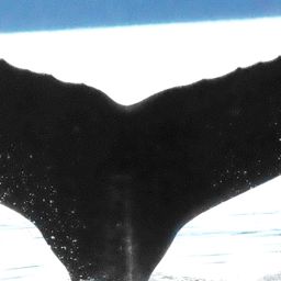 Fluke of GWAK-P142