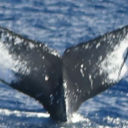 Fluke of BCY0959