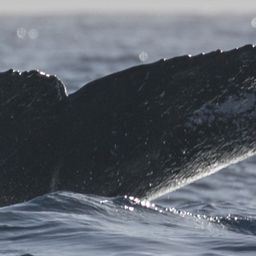Fluke of HW-MN0443235