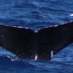 Fluke of SEAK-5587