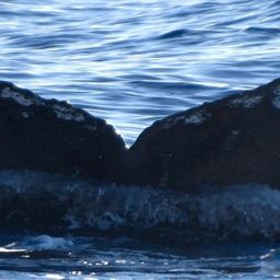 Fluke of HW-MN0443241