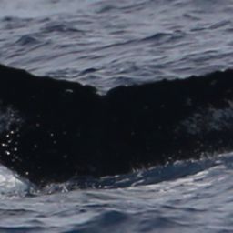 Fluke of HW-MN0443244