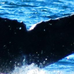 Fluke of HW-MN0420144