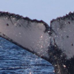 Fluke of HW-MN0443251