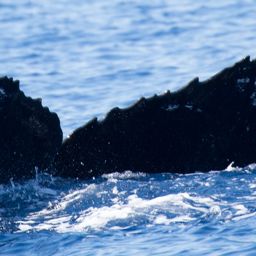Fluke of HW-MN0443252