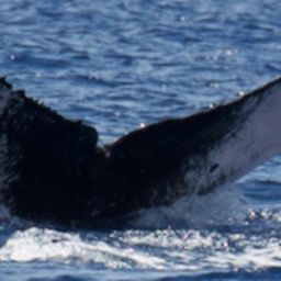 Fluke of HW-MN0443254