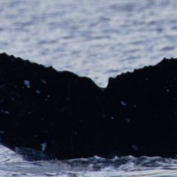 Fluke of HW-MN0443255