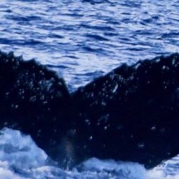 Fluke of HW-MN0443258