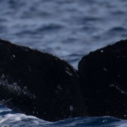 Fluke of HW-MN0443261
