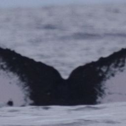 Fluke of HW-MN0443263