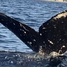 Fluke of HW-MN0443272