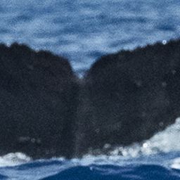 Fluke of HW-MN0443273