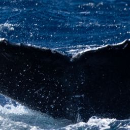 Fluke of HW-MN0443274