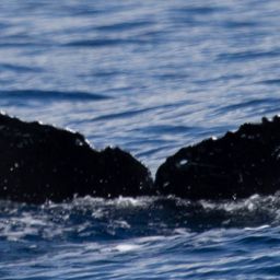 Fluke of HW-MN0443284
