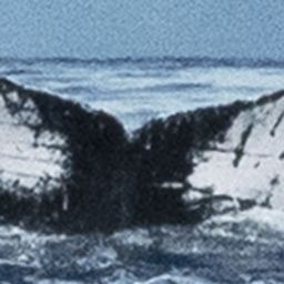 Fluke of HW-MN0443287