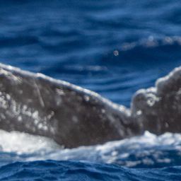 Fluke of HW-MN0443301
