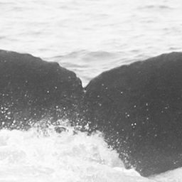 Fluke of CRC-12283
