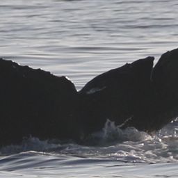 Fluke of HW-MN0443308