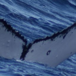 Fluke of BCZ0069