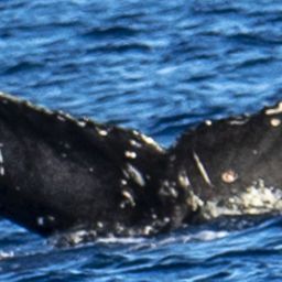 Fluke of HW-MN0443310