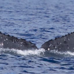 Fluke of HW-MN0443316