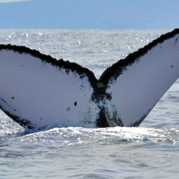Fluke of HW-MN0443320