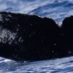 Fluke of HW-MN0443328