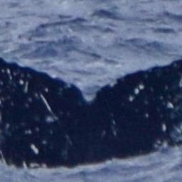 Fluke of HW-MN0443333
