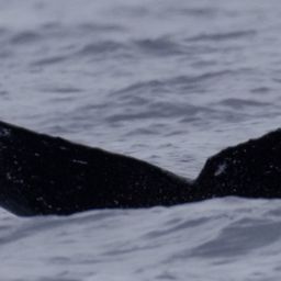 Fluke of HW-MN0443337