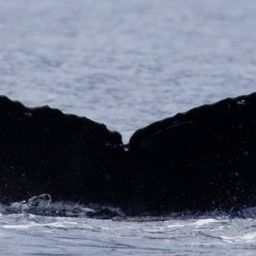 Fluke of HW-MN0443341