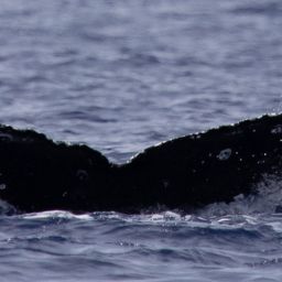 Fluke of HW-MN0443343