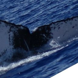 Fluke of HW-MN0443346