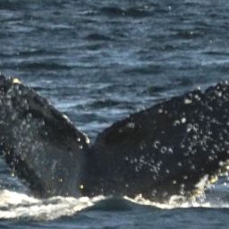 Fluke of SEAK-5376