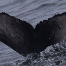 Fluke of 2020-2021 calf of CRC-18387