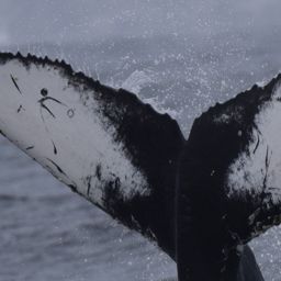 Fluke of CRC-19966
