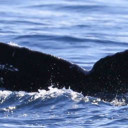 Fluke of CRC-19964