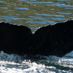 Fluke of BCY0911