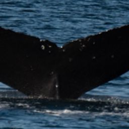 Fluke of BCX1667