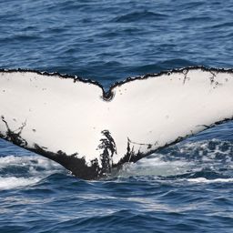 Fluke of PWF-SP_3406