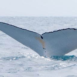 Fluke of HNC191