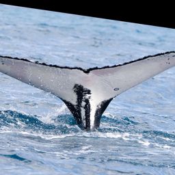 Fluke of PWF-SP_3418