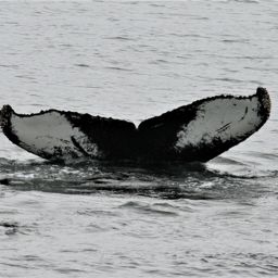 Fluke of AHWC-0015