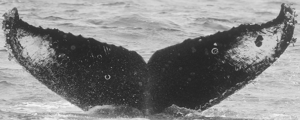 Fluke of Right Eye (Monterey Bay)