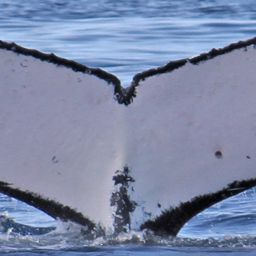 Fluke of PWF-SP_3541