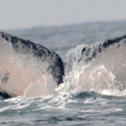 Fluke of CRC-11681