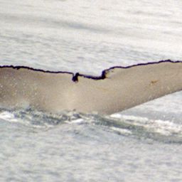 Fluke of STORMY